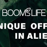 BOOMSLIFE Boar Bristle Hair Brush for Women